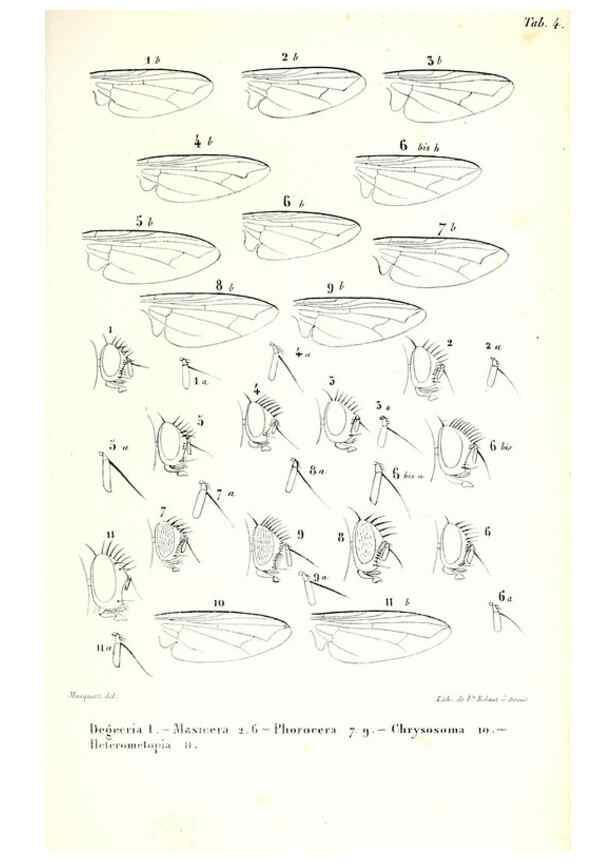 Reproducción/Reproduction 48602087867: Diptères exotiques nouveaux ou peu connus. Paris :Roret,1838-[43]. 