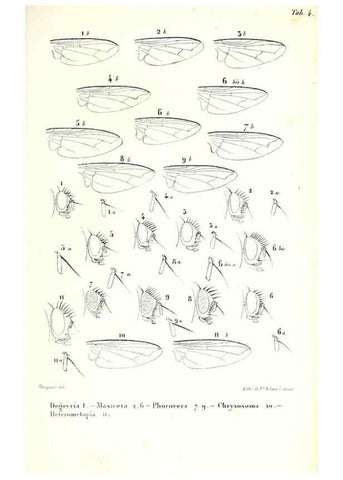 Reproducción/Reproduction 48602087867: Diptères exotiques nouveaux ou peu connus. Paris :Roret,1838-[43]. 