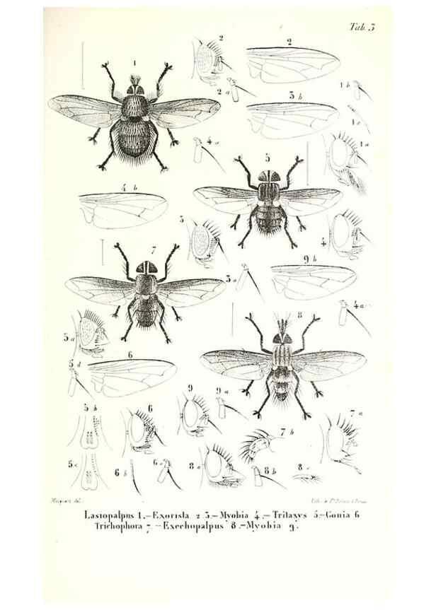 Reproducción/Reproduction 48601951926: Diptères exotiques nouveaux ou peu connus. Paris :Roret,1838-[43]. 