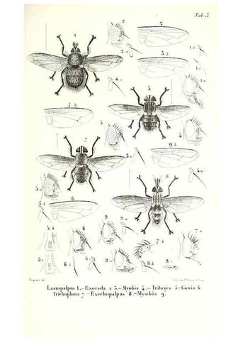 Reproducción/Reproduction 48601951926: Diptères exotiques nouveaux ou peu connus. Paris :Roret,1838-[43]. 
