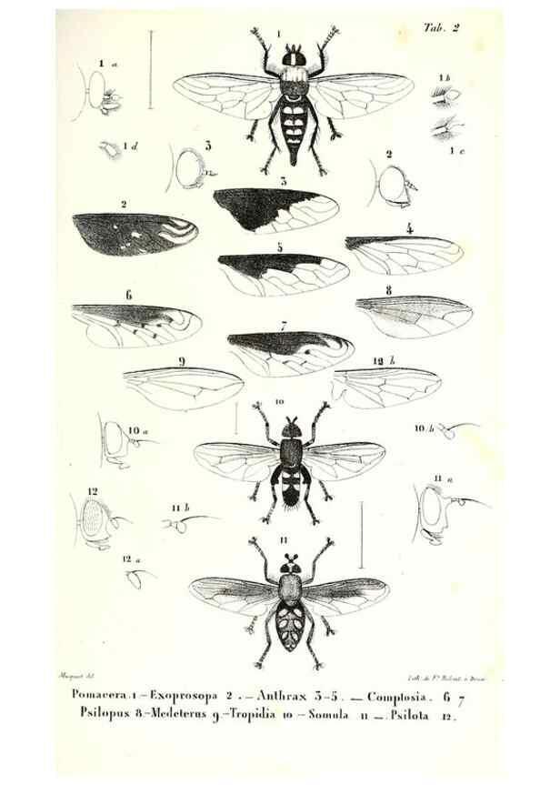 Reproducción/Reproduction 48602086902: Diptères exotiques nouveaux ou peu connus. Paris :Roret,1838-[43]. 