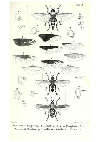 Reproducción/Reproduction 48602086902: Diptères exotiques nouveaux ou peu connus. Paris :Roret,1838-[43]. 