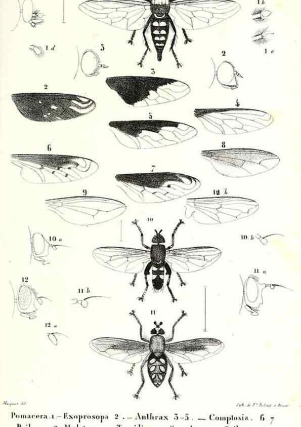 Reproducción/Reproduction 48602086902: Diptères exotiques nouveaux ou peu connus. Paris :Roret,1838-[43]. 
