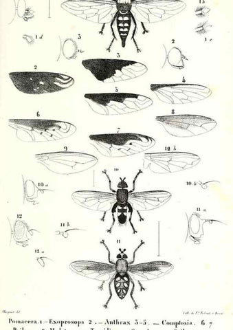 Reproducción/Reproduction 48602086902: Diptères exotiques nouveaux ou peu connus. Paris :Roret,1838-[43]. 
