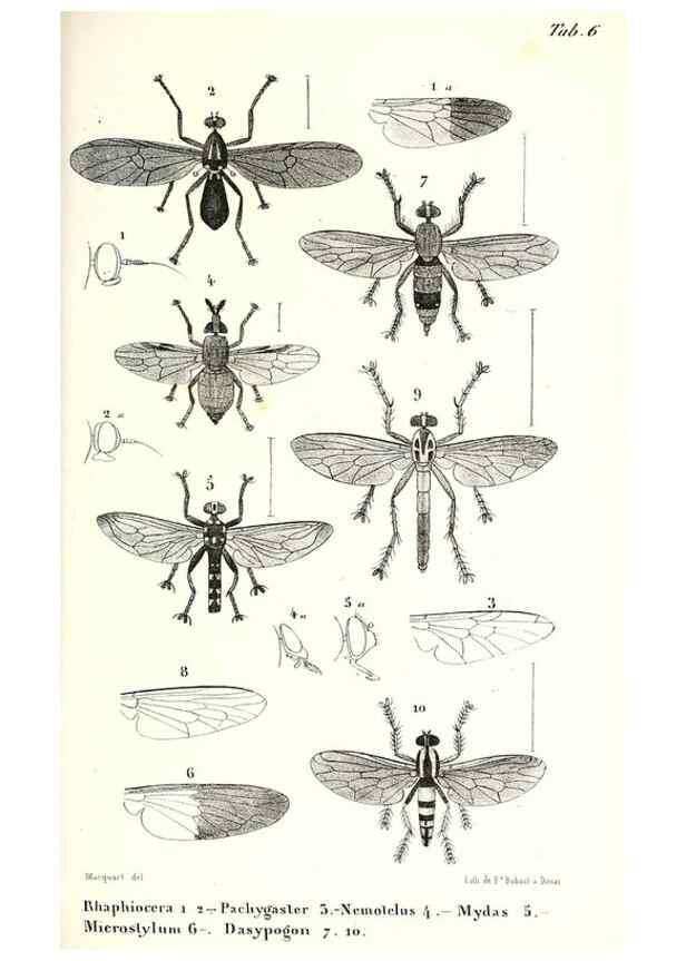 Reproducción/Reproduction 48602078327: Diptères exotiques nouveaux ou peu connus. Paris :Roret,1838-[43]. 