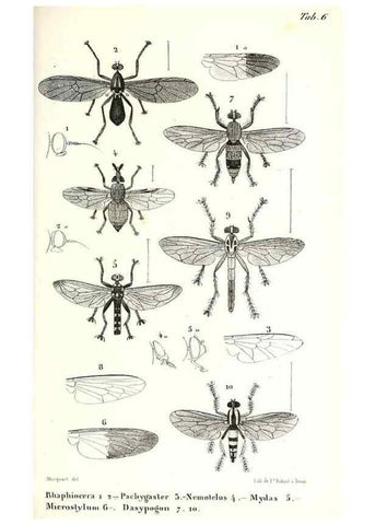 Reproducción/Reproduction 48602078327: Diptères exotiques nouveaux ou peu connus. Paris :Roret,1838-[43]. 