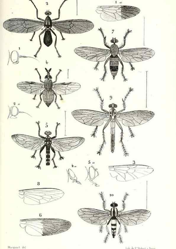 Reproducción/Reproduction 48602078327: Diptères exotiques nouveaux ou peu connus. Paris :Roret,1838-[43]. 