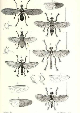 Reproducción/Reproduction 48602078327: Diptères exotiques nouveaux ou peu connus. Paris :Roret,1838-[43]. 
