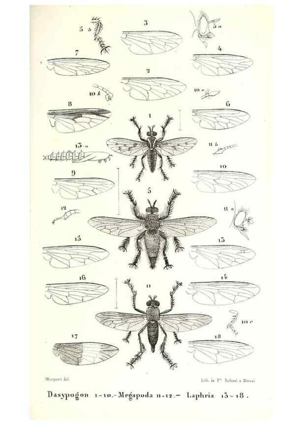 Reproducción/Reproduction 48601943086: Diptères exotiques nouveaux ou peu connus. Paris :Roret,1838-[43]. 