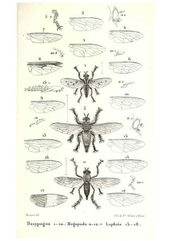 Reproducción/Reproduction 48601943086: Diptères exotiques nouveaux ou peu connus. Paris :Roret,1838-[43]. 
