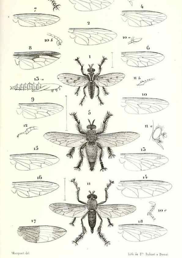 Reproducción/Reproduction 48601943086: Diptères exotiques nouveaux ou peu connus. Paris :Roret,1838-[43]. 