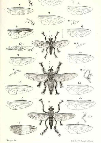 Reproducción/Reproduction 48601943086: Diptères exotiques nouveaux ou peu connus. Paris :Roret,1838-[43]. 