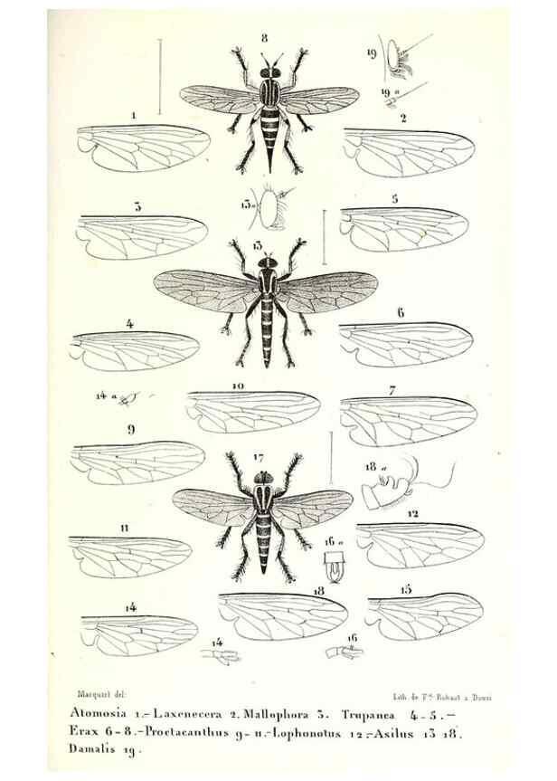 Reproducción/Reproduction 48601943571: Diptères exotiques nouveaux ou peu connus. Paris :Roret,1838-[43]. 