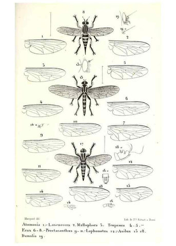 Reproducción/Reproduction 48601943571: Diptères exotiques nouveaux ou peu connus. Paris :Roret,1838-[43]. 