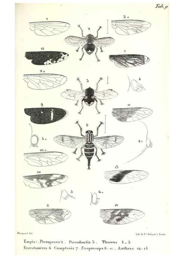 Reproducción/Reproduction 48602079902: Diptères exotiques nouveaux ou peu connus. Paris :Roret,1838-[43]. 