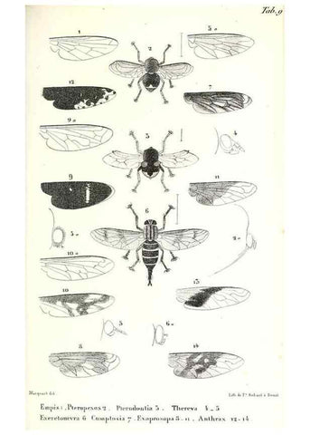 Reproducción/Reproduction 48602079902: Diptères exotiques nouveaux ou peu connus. Paris :Roret,1838-[43]. 