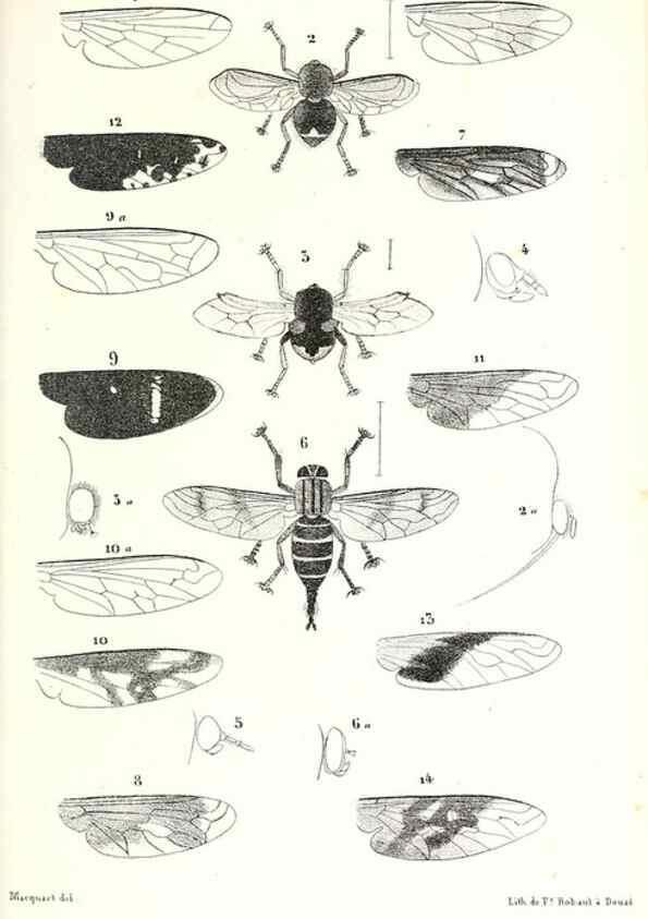 Reproducción/Reproduction 48602079902: Diptères exotiques nouveaux ou peu connus. Paris :Roret,1838-[43]. 
