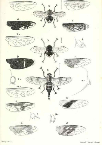 Reproducción/Reproduction 48602079902: Diptères exotiques nouveaux ou peu connus. Paris :Roret,1838-[43]. 