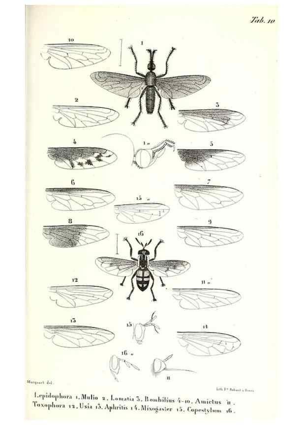 Reproducción/Reproduction 48601944591: Diptères exotiques nouveaux ou peu connus. Paris :Roret,1838-[43]. 