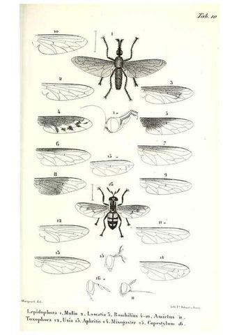 Reproducción/Reproduction 48601944591: Diptères exotiques nouveaux ou peu connus. Paris :Roret,1838-[43]. 