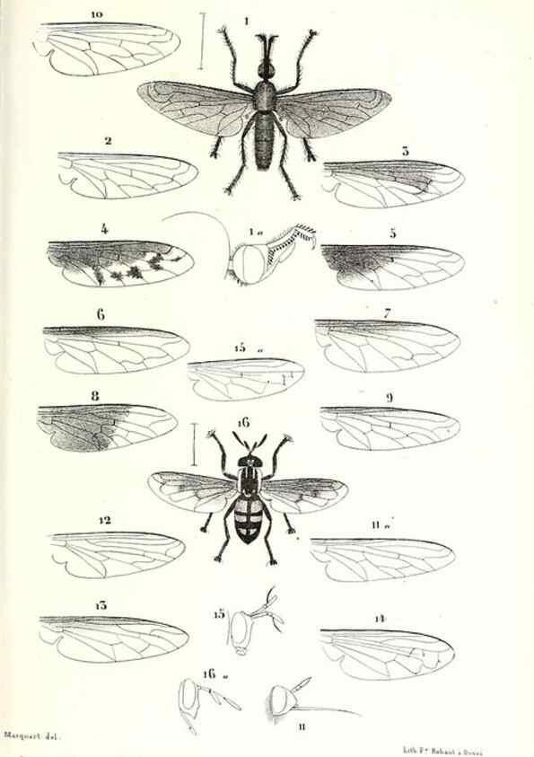 Reproducción/Reproduction 48601944591: Diptères exotiques nouveaux ou peu connus. Paris :Roret,1838-[43]. 