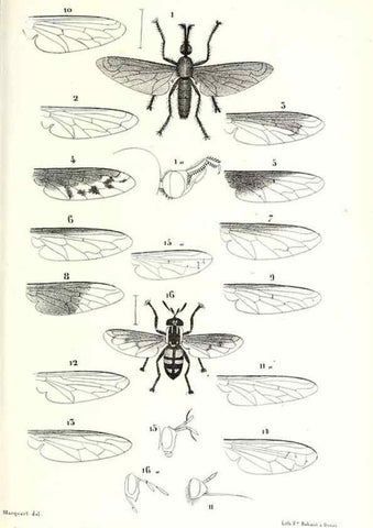 Reproducción/Reproduction 48601944591: Diptères exotiques nouveaux ou peu connus. Paris :Roret,1838-[43]. 
