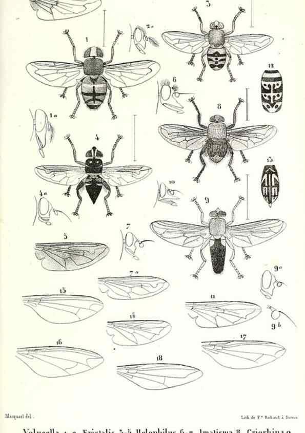 Reproducción/Reproduction 48601945261: Diptères exotiques nouveaux ou peu connus. Paris :Roret,1838-[43]. 