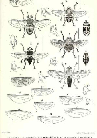 Reproducción/Reproduction 48601945261: Diptères exotiques nouveaux ou peu connus. Paris :Roret,1838-[43]. 