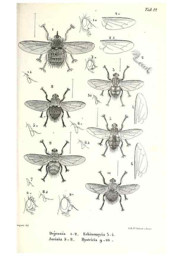 Reproducción/Reproduction 48602081442: Diptères exotiques nouveaux ou peu connus. Paris :Roret,1838-[43]. 