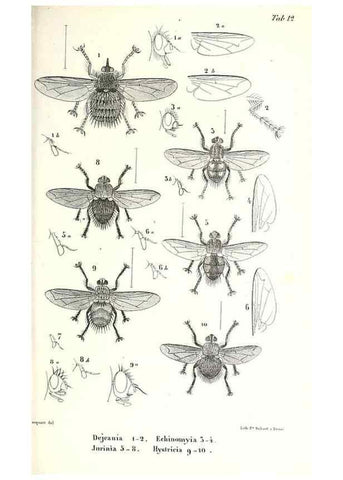 Reproducción/Reproduction 48602081442: Diptères exotiques nouveaux ou peu connus. Paris :Roret,1838-[43]. 