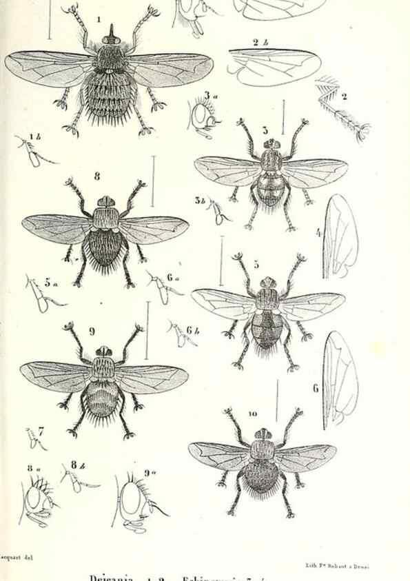 Reproducción/Reproduction 48602081442: Diptères exotiques nouveaux ou peu connus. Paris :Roret,1838-[43]. 