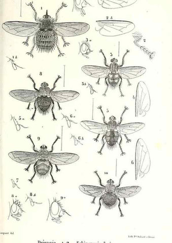 Reproducción/Reproduction 48602081442: Diptères exotiques nouveaux ou peu connus. Paris :Roret,1838-[43]. 