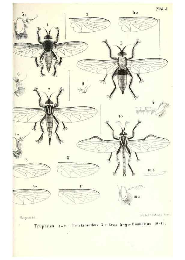 Reproducción/Reproduction 48601960291: Diptères exotiques nouveaux ou peu connus. Paris :Roret,1838-[43]. 