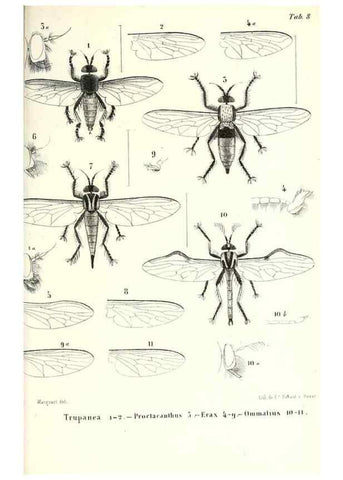 Reproducción/Reproduction 48601960291: Diptères exotiques nouveaux ou peu connus. Paris :Roret,1838-[43]. 