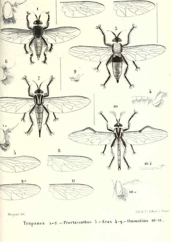 Reproducción/Reproduction 48601960291: Diptères exotiques nouveaux ou peu connus. Paris :Roret,1838-[43]. 