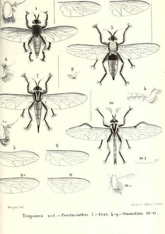 Reproducción/Reproduction 48601960291: Diptères exotiques nouveaux ou peu connus. Paris :Roret,1838-[43]. 
