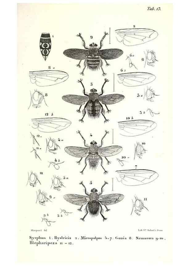 Reproducción/Reproduction 48601946286: Diptères exotiques nouveaux ou peu connus. Paris :Roret,1838-[43]. 