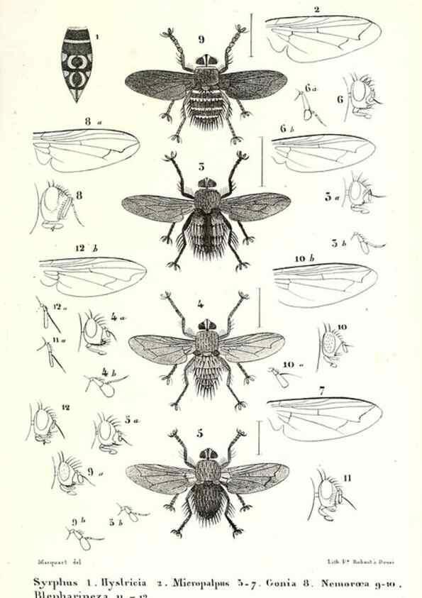 Reproducción/Reproduction 48601946286: Diptères exotiques nouveaux ou peu connus. Paris :Roret,1838-[43]. 