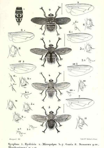 Reproducción/Reproduction 48601946286: Diptères exotiques nouveaux ou peu connus. Paris :Roret,1838-[43]. 