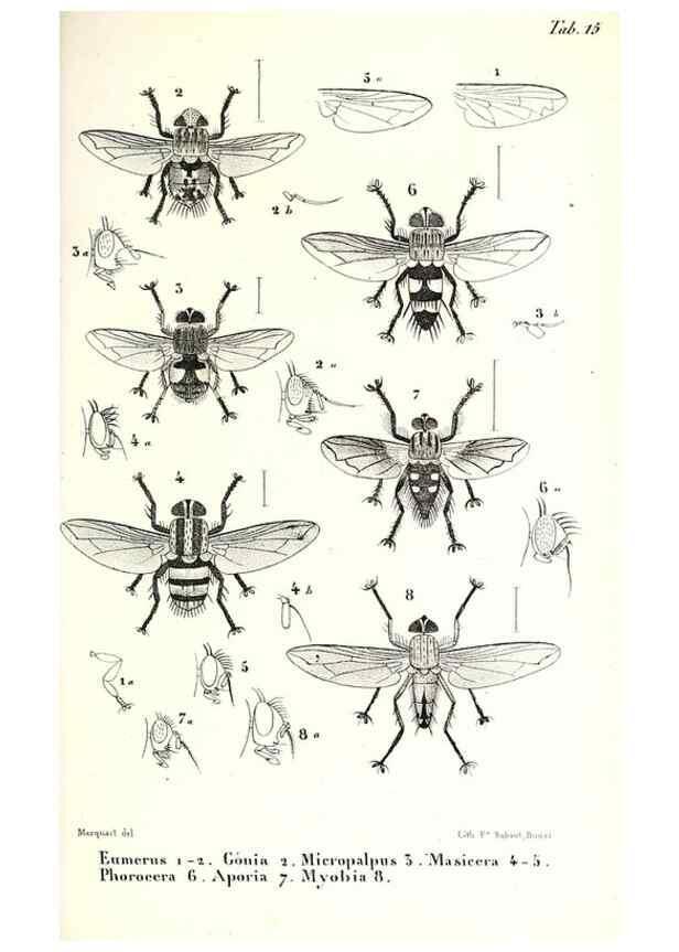 Reproducción/Reproduction 48602083182: Diptères exotiques nouveaux ou peu connus. Paris :Roret,1838-[43]. 