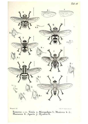Reproducción/Reproduction 48602083182: Diptères exotiques nouveaux ou peu connus. Paris :Roret,1838-[43]. 