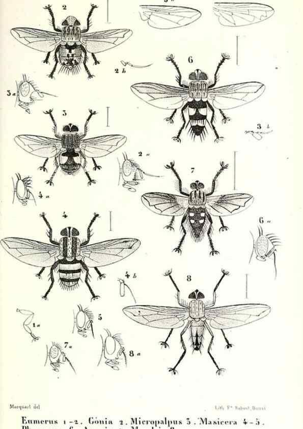 Reproducción/Reproduction 48602083182: Diptères exotiques nouveaux ou peu connus. Paris :Roret,1838-[43]. 
