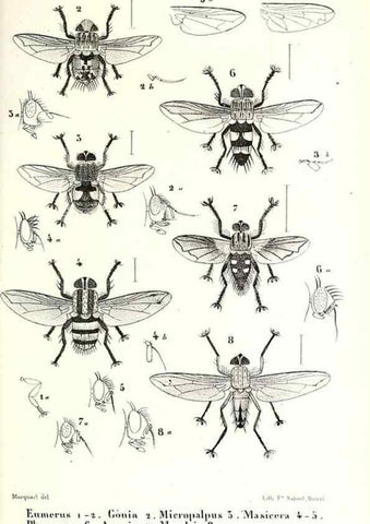 Reproducción/Reproduction 48602083182: Diptères exotiques nouveaux ou peu connus. Paris :Roret,1838-[43]. 