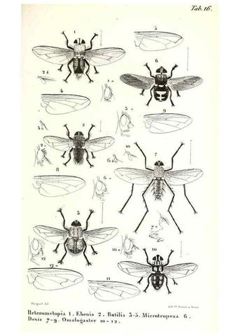 Reproducción/Reproduction 48602083652: Diptères exotiques nouveaux ou peu connus. Paris :Roret,1838-[43]. 