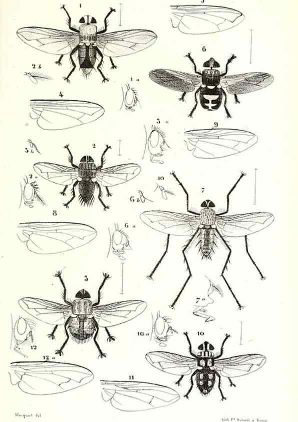 Reproducción/Reproduction 48602083652: Diptères exotiques nouveaux ou peu connus. Paris :Roret,1838-[43]. 