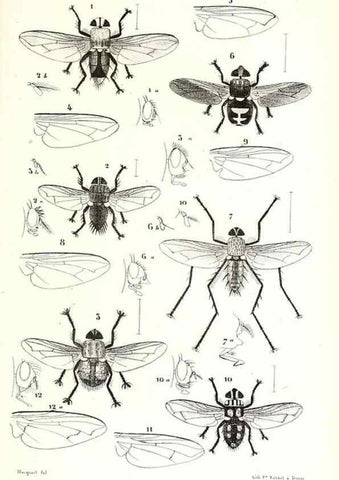 Reproducción/Reproduction 48602083652: Diptères exotiques nouveaux ou peu connus. Paris :Roret,1838-[43]. 