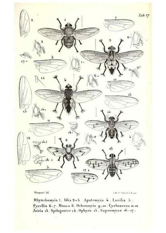 Reproducción/Reproduction 48602084247: Diptères exotiques nouveaux ou peu connus. Paris :Roret,1838-[43]. 