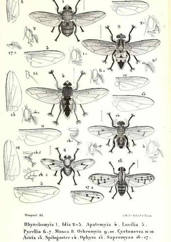 Reproducción/Reproduction 48602084247: Diptères exotiques nouveaux ou peu connus. Paris :Roret,1838-[43]. 