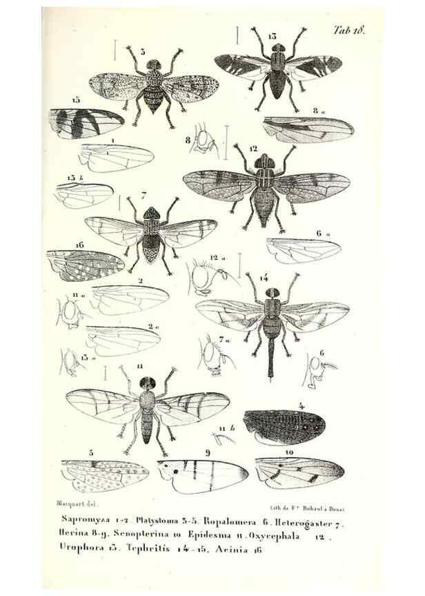 Reproducción/Reproduction 48602084717: Diptères exotiques nouveaux ou peu connus. Paris :Roret,1838-[43]. 