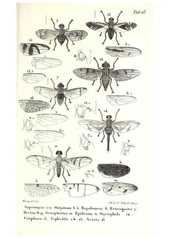 Reproducción/Reproduction 48602084717: Diptères exotiques nouveaux ou peu connus. Paris :Roret,1838-[43]. 